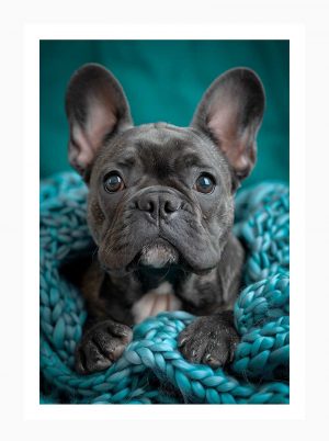 French Bulldog#004