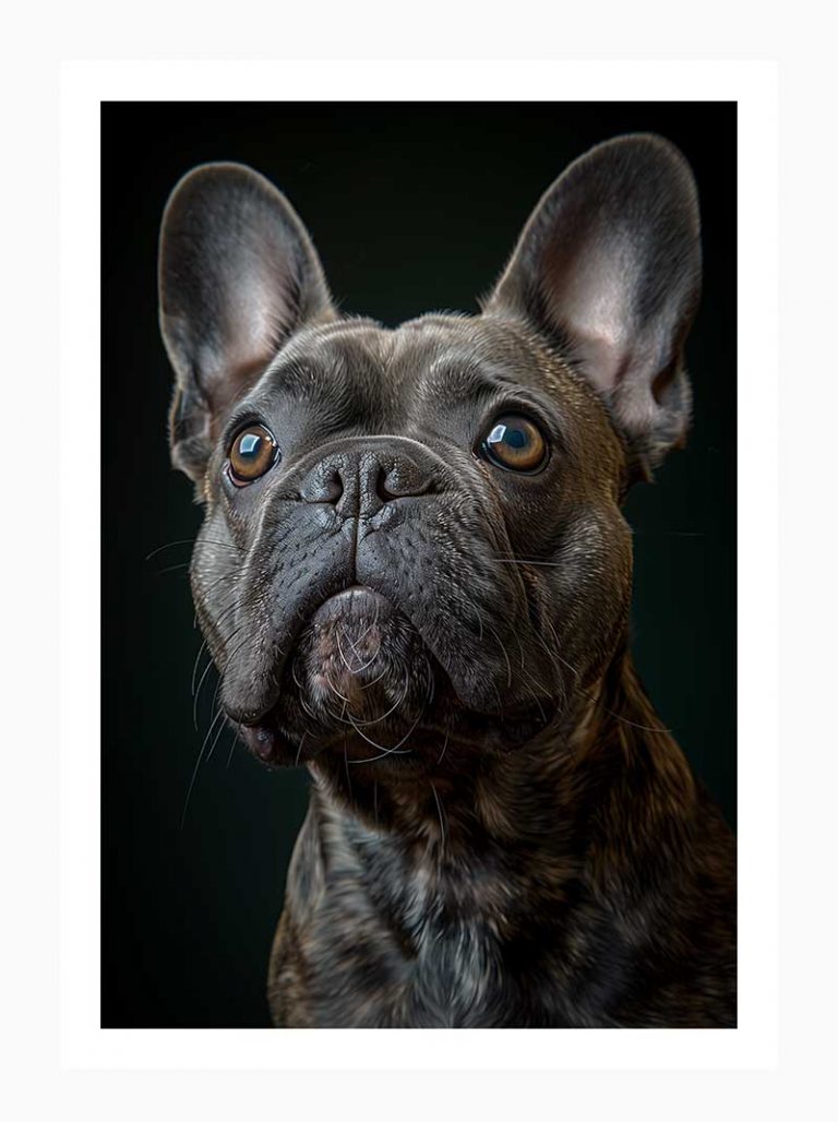 French Bulldog#009