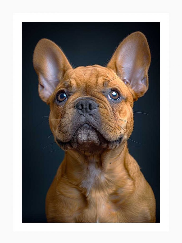 French Bulldog#018