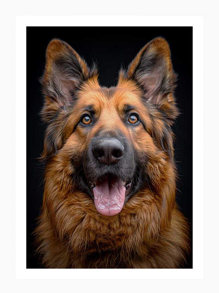 German Sheppard#006