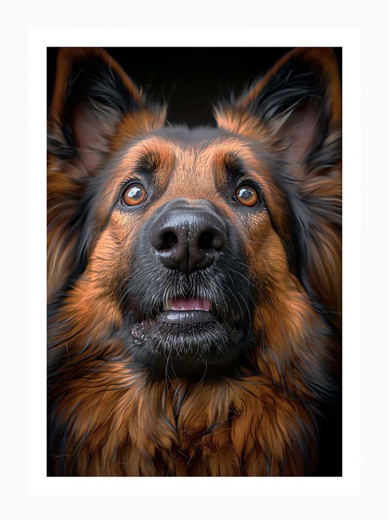 German Sheppard#008