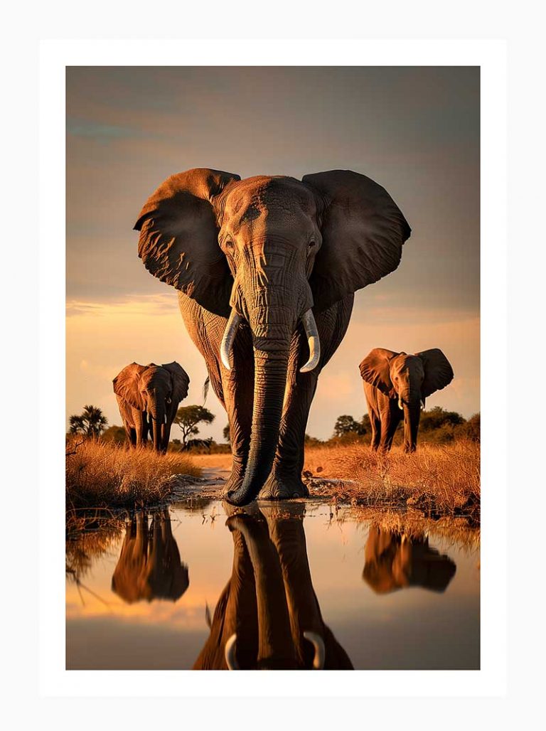 Reflections of the Wild